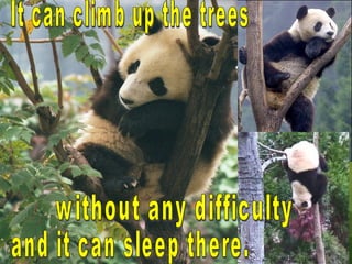 It can climb up the trees without any difficulty and it can sleep there. 