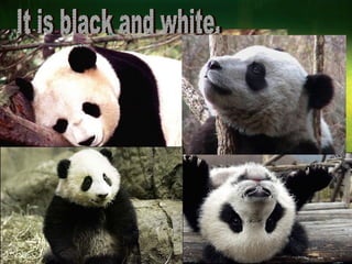 It is black and white. 