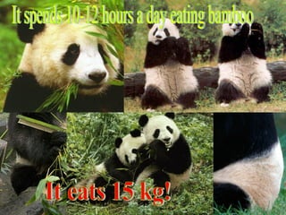 It spends 10-12 hours a day eating bamboo It eats 15 kg! 