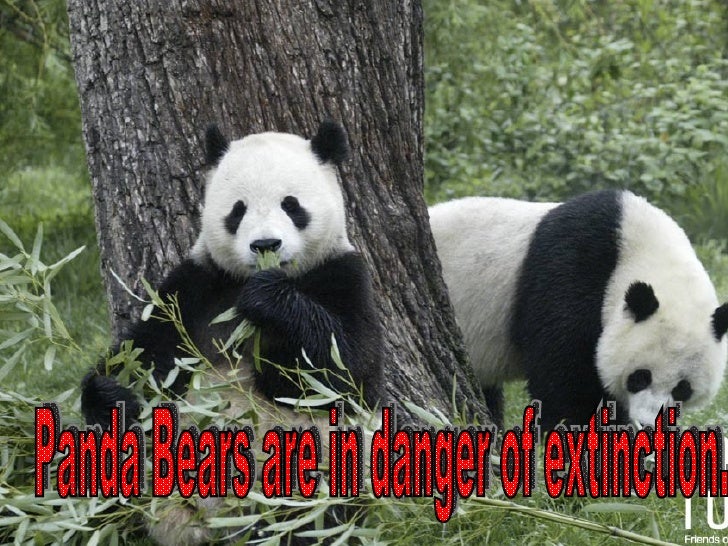 The Panda Bear