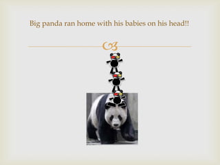 Big panda ran home with his babies on his head!!



 