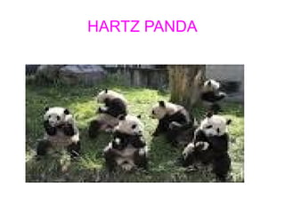 HARTZ PANDA
 