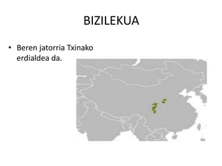 BIZILEKUA
• Beren jatorria Txinako
erdialdea da.
 