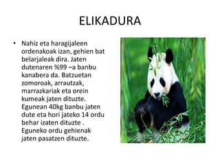 ELIKADURA
• Nahiz eta haragijaleen
ordenakoak izan, gehien bat
belarjaleak dira. Jaten
dutenaren %99 –a banbu
kanabera da. Batzuetan
zomoroak, arrautzak,
marrazkariak eta orein
kumeak jaten dituzte.
Egunean 40kg banbu jaten
dute eta hori jateko 14 ordu
behar izaten dituzte .
Eguneko ordu gehienak
jaten pasatzen dituzte.
 