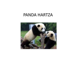 PANDA HARTZA
 