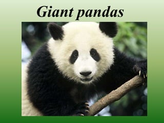 Giant pandas
 