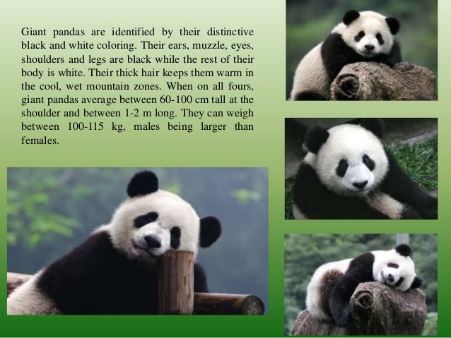 Giant Pandas by Miloš
