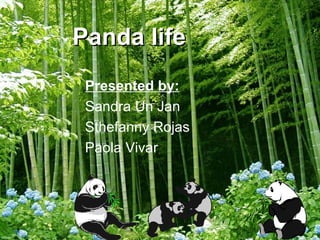 Panda   life Presented by: Sandra Un Jan Sthefanny Rojas Paola Vivar 