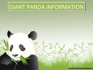 GIANT PANDA INFORMATIONGIANT PANDA INFORMATION
 