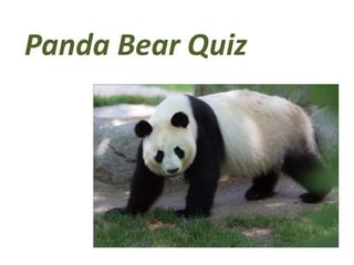 Panda Bear Quiz
 