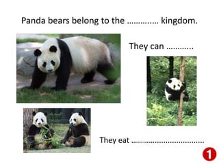 Panda bears belong to the ………..… kingdom.
They can ………...
They eat ………….......................
 