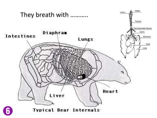 They breath with ………..
 