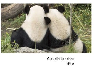 Panda Quiz