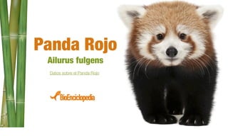 Panda Rojo
Ailurus fulgens
Datos sobre el Panda Rojo
 