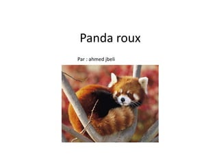 Panda roux
Par : ahmed jbeli
 