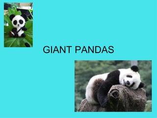 GIANT PANDAS 