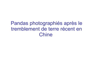 Pandas photographiés après le
tremblement de terre récent en
           Chine
 