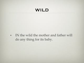 WILD IN the wild the mother and father will do any thing for its baby.