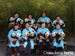 Pandas