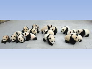 Pandas