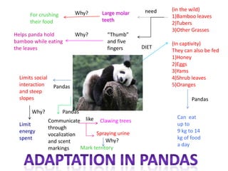 (in the wild) 1)Bamboo leaves 2)Tubers 3)Other Grasses (In captivity) They can also be fed 1)Honey 2)Eggs 3)Yams 4)Shrub leaves 5)Oranges need Large molar teeth Why? For crushing their food “Thumb” and five fingers Why? Helps panda hold bamboo while eating the leaves DIET Limits social interaction and steep slopes Pandas Pandas Why? Pandas Can  eat up to 9 kg to 14 kg of food a day like Communicate through vocalization and scent markings Clawing trees Limit energy spent Spraying urine Why? Mark territory Adaptation in pandas 