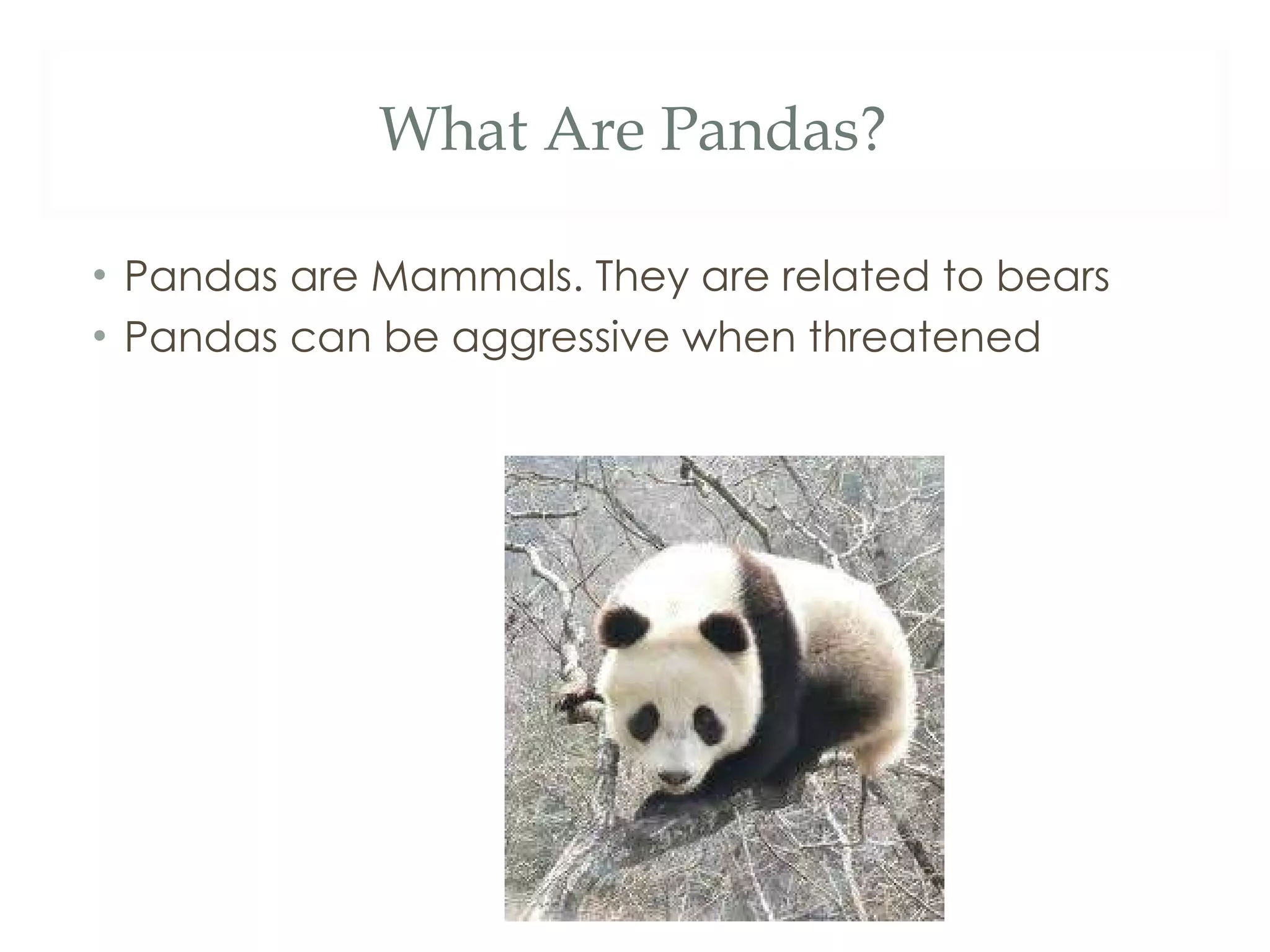 What Are Pandas? Pandas are Mammals. They are related to bears Pandas can be aggressive when threatened