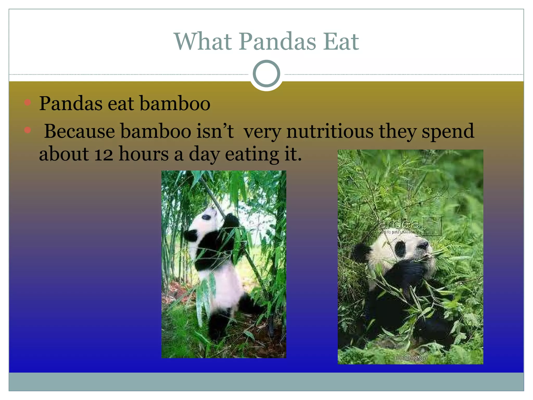 What Pandas Eat Pandas eat bamboo Because bamboo isn’t very nutritious they spend about 12 hours a day eating it.