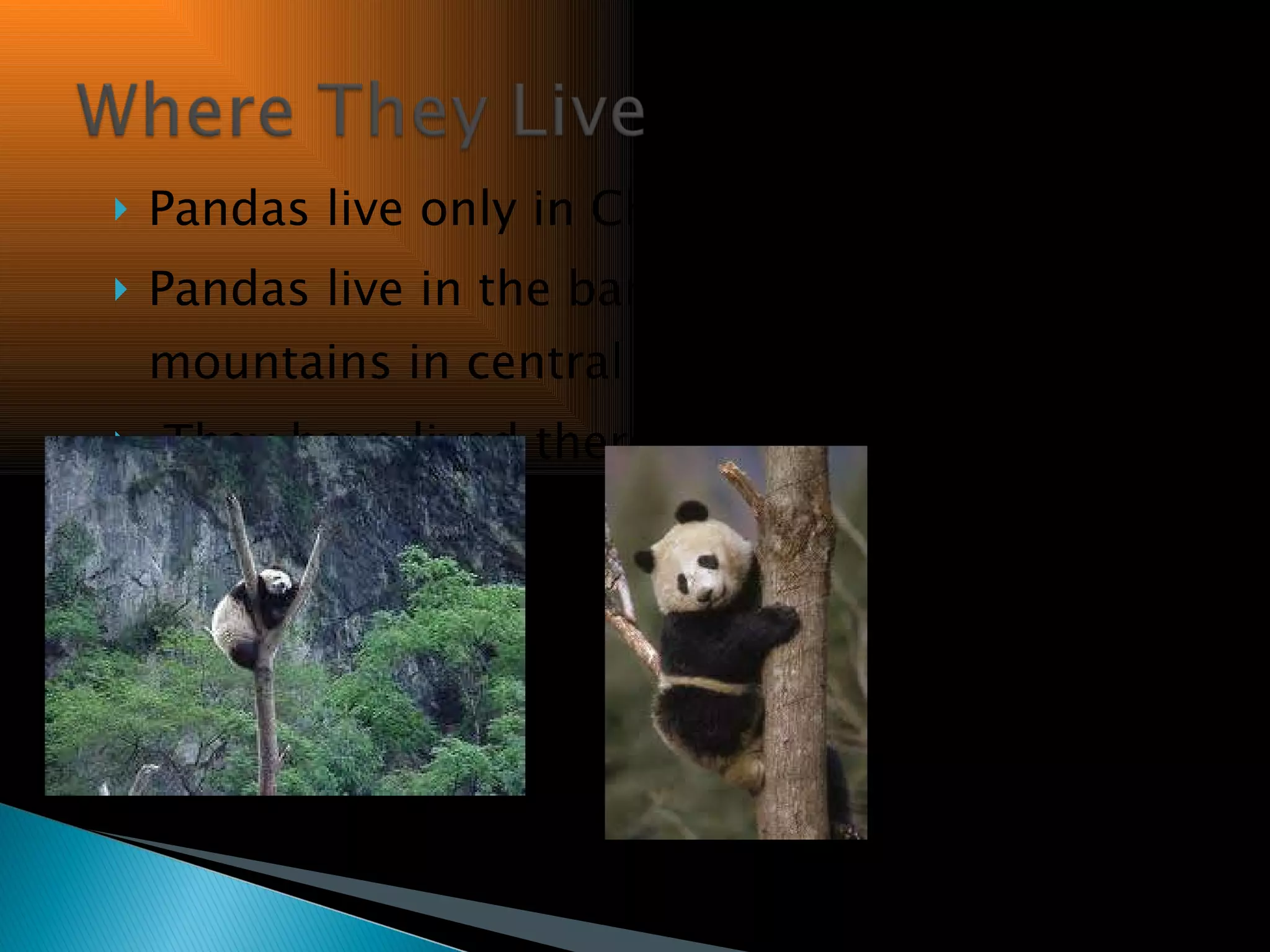 Pandas live only in China Pandas live in the bamboo forests high in the mountains in central China They have lived there for millions of years