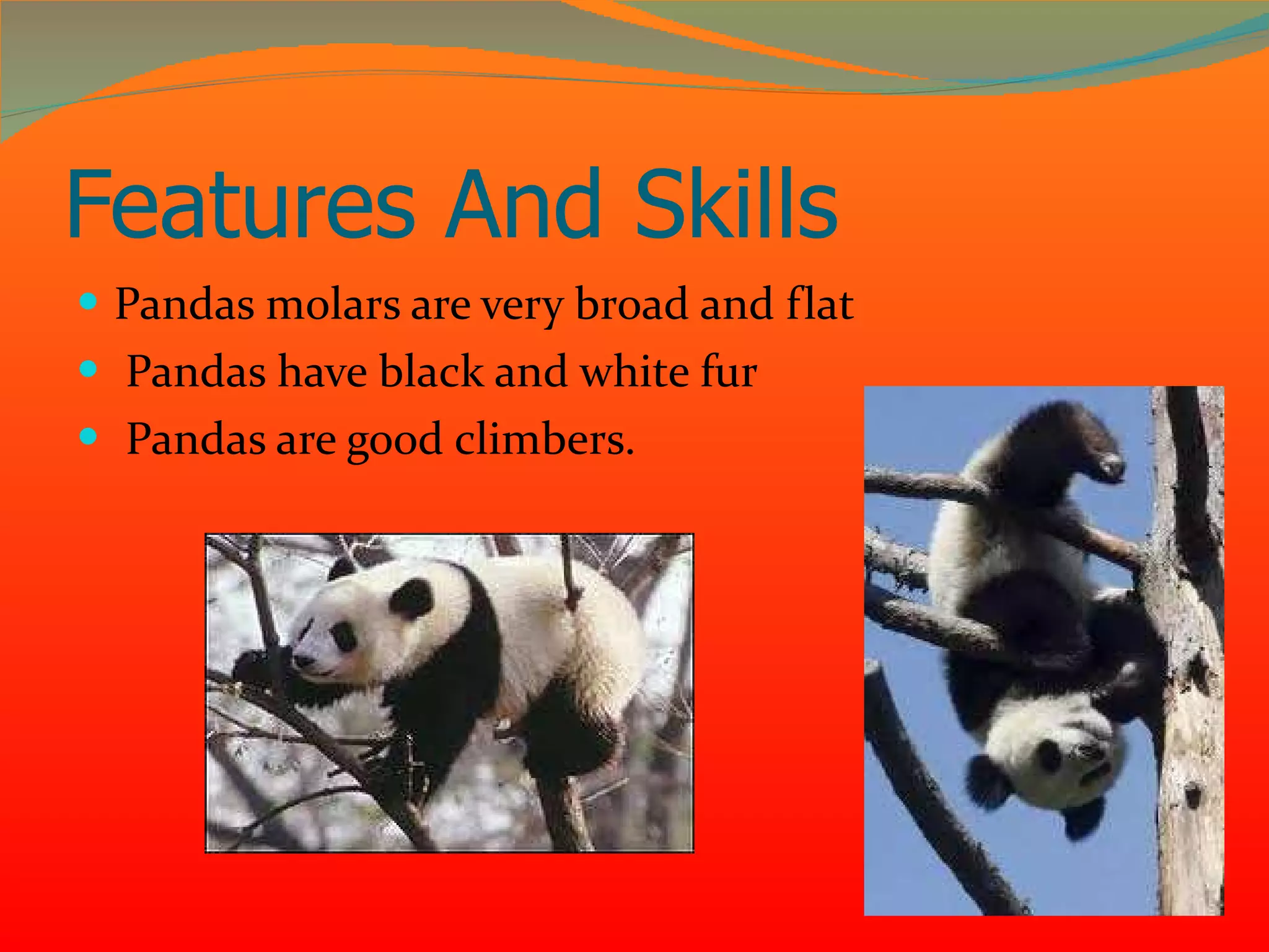 Features And Skills Pandas molars are very broad and flat Pandas have black and white fur Pandas are good climbers.