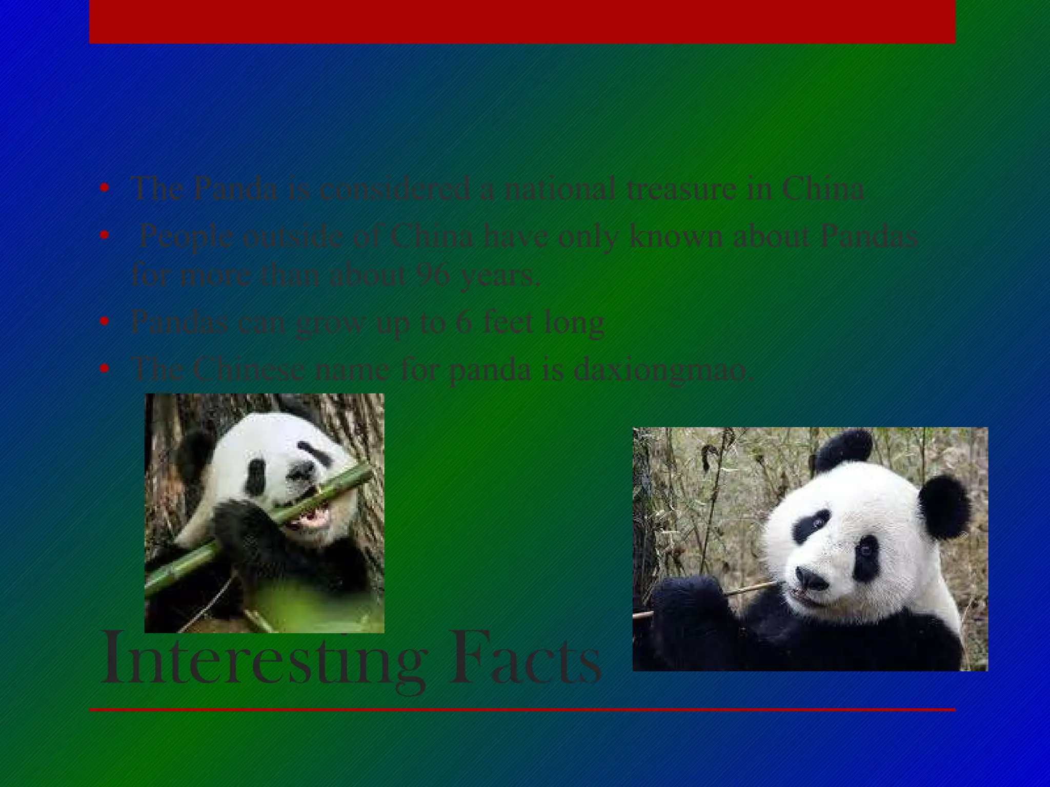 Interesting Facts The Panda is considered a national treasure in China People outside of China have only known about Pandas for more than about 96 years. Pandas can grow up to 6 feet long The Chinese name for panda is daxiongmao.