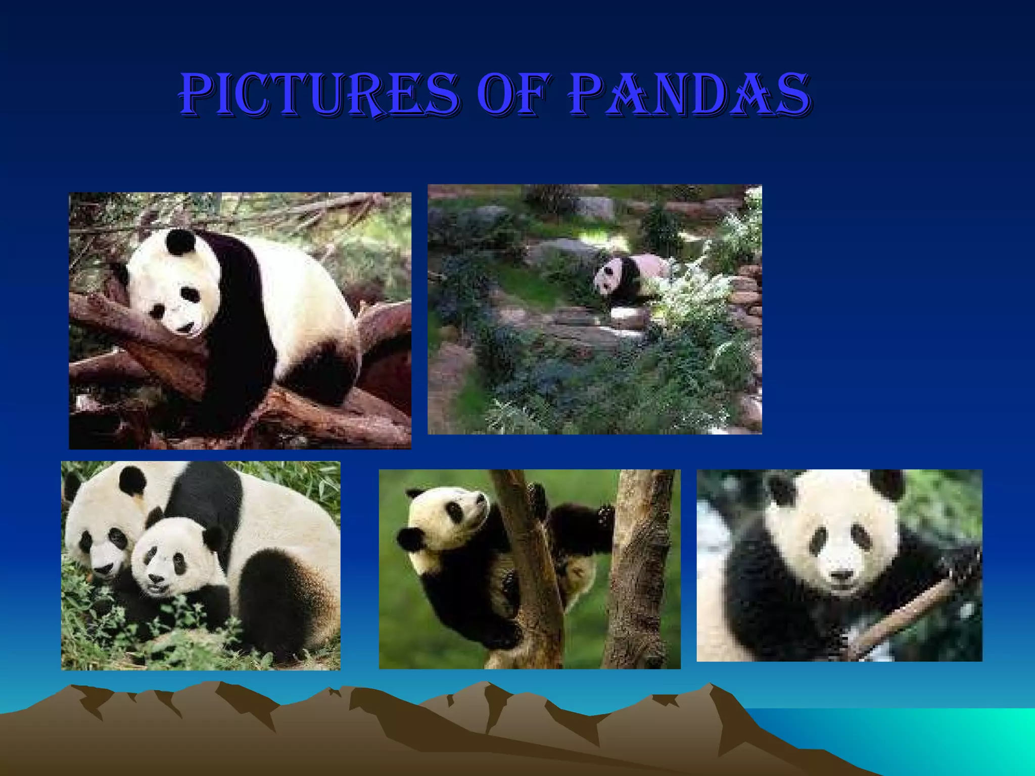 Pictures Of Pandas