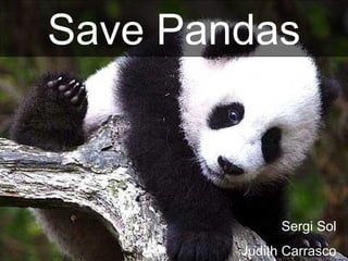 Sergi Sol Judith Carrasco Save Pandas 