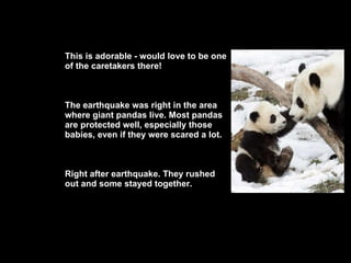 This is adorable - would love to be one of the caretakers there! The earthquake was right in the area where giant pandas live. Most pandas are protected well, especially those babies, even if they were scared a lot. Right after earthquake. They rushed out and some stayed together. 