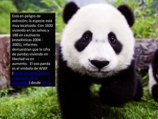 Está en peligro de
extinción; la especie está
muy localizada. Con 1600
viviendo en las selvas y
188 en cautiverio
(estadísticas 2004 -
2005), informes
demuestran que la cifra
de pandas viviendo en
libertad va en
aumento.2 El oso panda
es el símbolo de WWF
(Fondo mundial para la
protección de la
naturaleza) desde 1961.
 