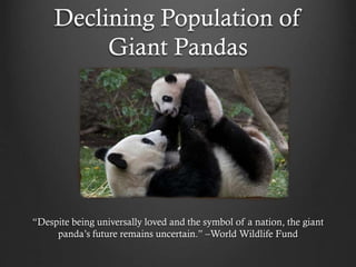 Declining Population of
Giant Pandas

“Despite being universally loved and the symbol of a nation, the giant
panda’s future remains uncertain.” –World Wildlife Fund

 