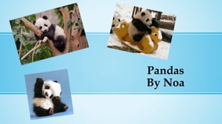Pandas
By Noa
 