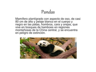 Pandas
Mamífero plantígrado con aspecto de oso, de casi
80 cm de alto y pelaje blanco en el cuerpo y
negro en las patas, hombros, cara y orejas, que
vive en bosques de bambúes en regiones
montañosas de la China central, y se encuentra
en peligro de extinción.
 