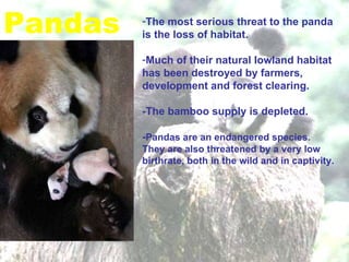 Pandas The most serious threat to the panda is the loss of habitat.  Much of their natural lowland habitat has been destroyed by farmers, development and forest clearing. -The bamboo supply is depleted.  - Pandas are an endangered species. They are also threatened by a very low birthrate, both in the wild and in captivity.   