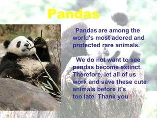 Pandas Pandas   are among the world's most adored and protected rare animals. We do not want to see pandas become extinct. Therefore, let all of us work and save these cute animals before it's  too late. Thank you  ! 