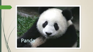 Five Little Pandas | PPTX