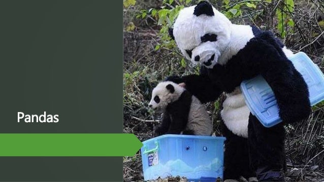 Five Little Pandas Five Little Pandas
