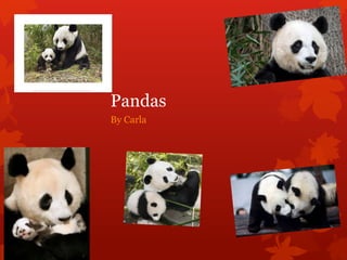 Pandas
By Carla
 