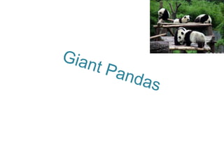 Giant Pandas 