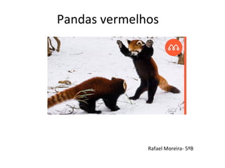 Pandas vermelhos
Rafael Moreira- 5ºB
 