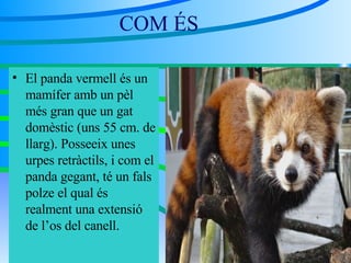 COM ÉS  El panda vermell és un mamífer amb un pèl més gran que un gat domèstic (uns 55 cm. de llarg). Posseeix unes urpes retràctils, i com el panda gegant, té un fals polze el qual és realment una extensió de l’os del canell. 