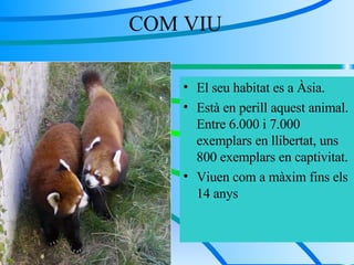 COM VIU El seu habitat es a Àsia. Està en perill aquest animal. Entre 6.000 i 7.000 exemplars en llibertat, uns 800 exemplars en captivitat. Viuen com a màxim fins els 14 anys 