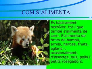 COM S’ALIMENTA És bàsicament herbívor, tot i que també s'alimenta de carn. S'alimenta de brots de bambú, arrels, herbes, fruits, aglans i, ocasionalment, d'insectes, ous, polls i petits rosegadors. 