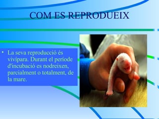 COM ES REPRODUEIX La seva reproducció és vivípara. D urant el període d'incubació es nodreixen, parcialment o totalment, de la mare.  