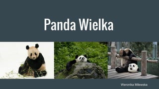 Panda Wielka
Weronika Milewska
 