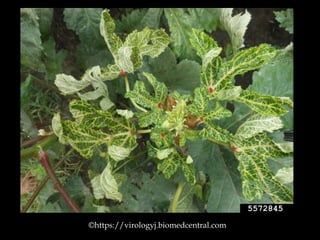 ©https://virologyj.biomedcentral.com
 